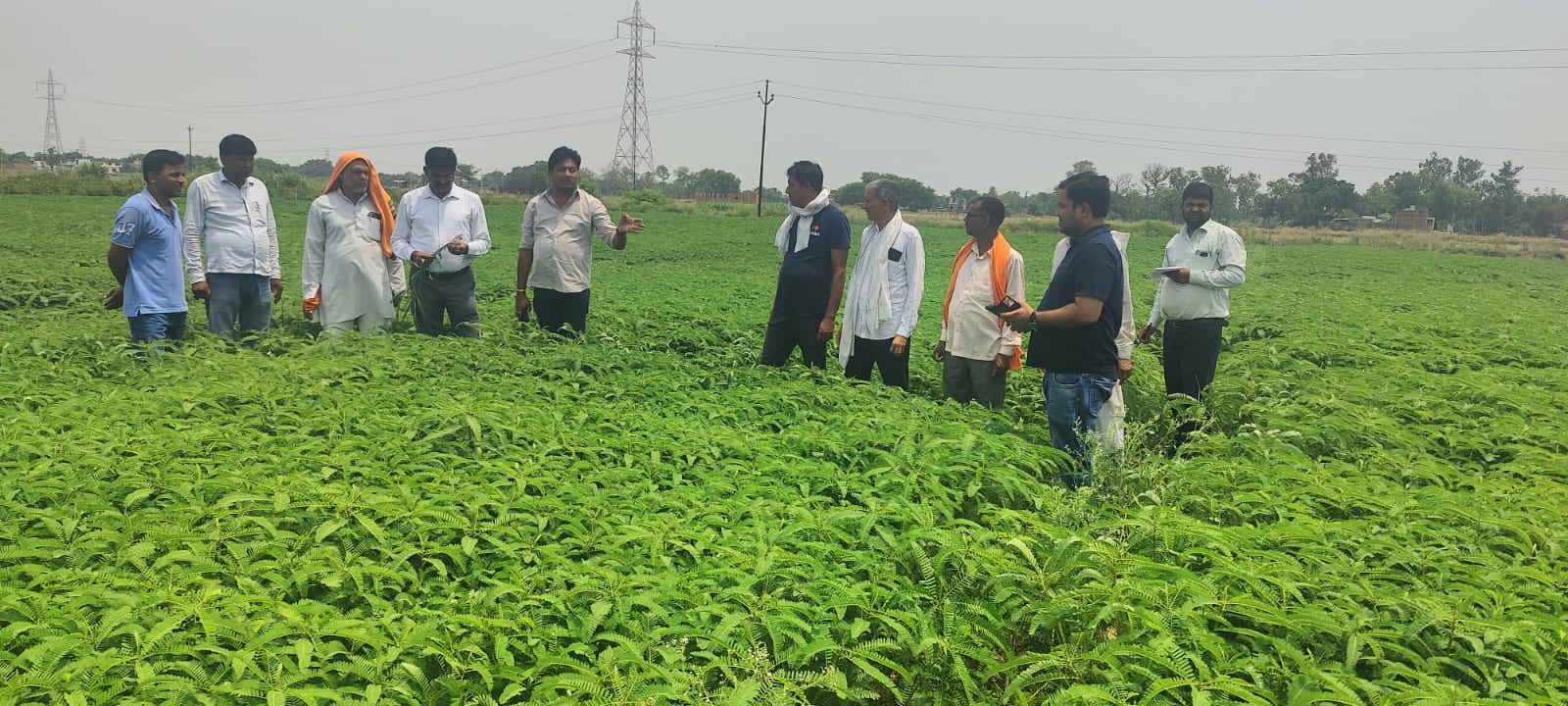 संयुक्त कृषि निदेशक ने देखा ढैचा की खेती