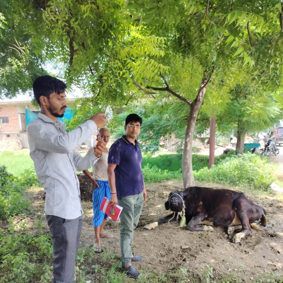 लम्पी रोग टीकाकरण एवम जागरूकता अभियान चलाकर किया गया टीकाकरण